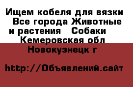 Ищем кобеля для вязки - Все города Животные и растения » Собаки   . Кемеровская обл.,Новокузнецк г.